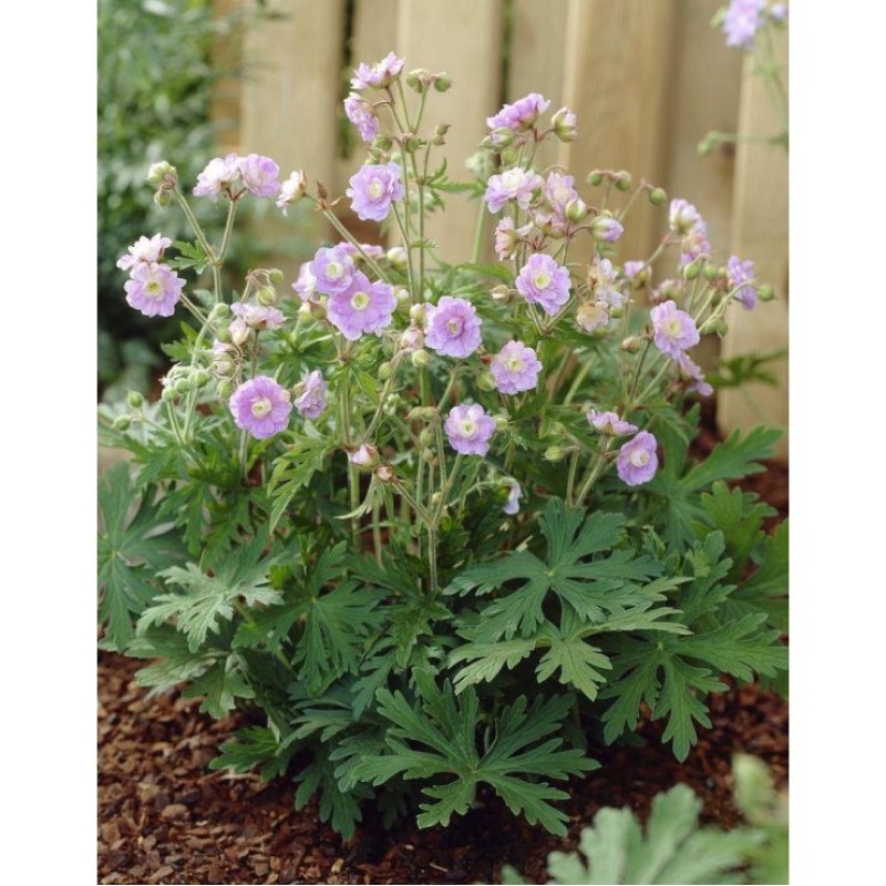 Geranium pratense ‘Summer Skies’ - Gólyaorr