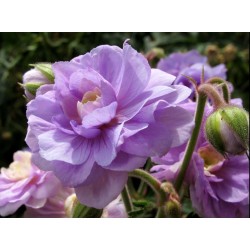 Geranium pratense ‘Summer Skies’ - Gólyaorr