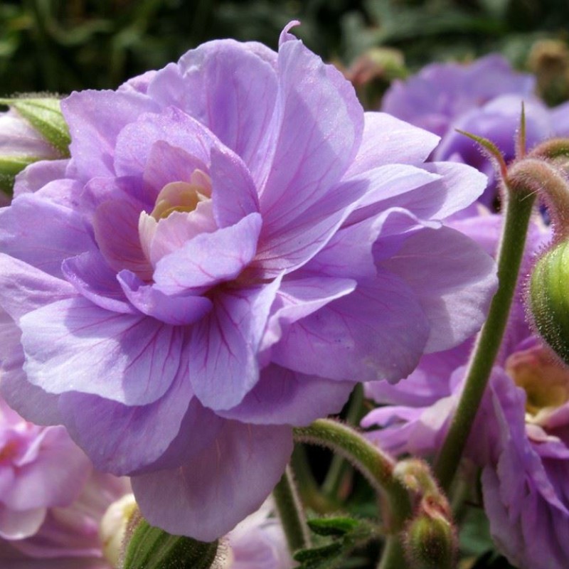 Geranium pratense ‘Summer Skies’ - Gólyaorr