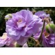 Geranium pratense ‘Summer Skies’ - Gólyaorr