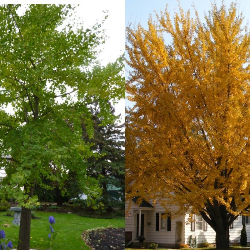 Ginkgo biloba - Páfrányfenyő 