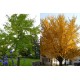 Ginkgo biloba - Páfrányfenyő 