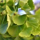 Ginkgo biloba - Páfrányfenyő 