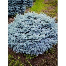 Picea pungens 'Glauca Globosa' – Törpe gömb ezüstfenyő