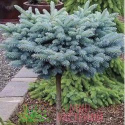 Picea pungens 'Glauca Globosa' – Törpe gömb ezüstfenyő Törzsre oltva