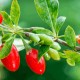 Goji Bogyó (Lycium barbarum) 
