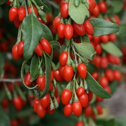 Goji Bogyó (Lycium barbarum) 