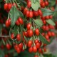 Goji Bogyó (Lycium barbarum) 