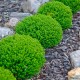 Veronica sect. Hebe 'Green Globe' - örökzöld gömb veronikacserje