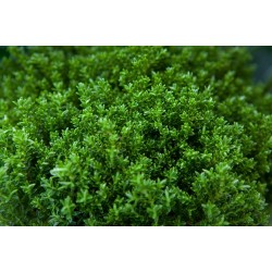 Veronica sect. Hebe 'Green Globe' - örökzöld gömb veronikacserje