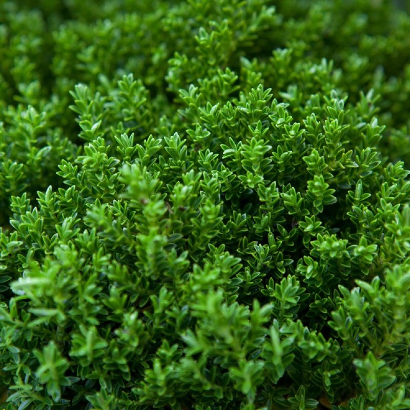 Veronica sect. Hebe 'Green Globe' - örökzöld gömb veronikacserje