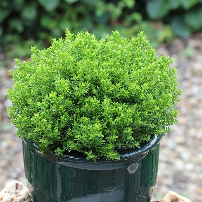 Veronica sect. Hebe 'Green Globe' - örökzöld gömb veronikacserje