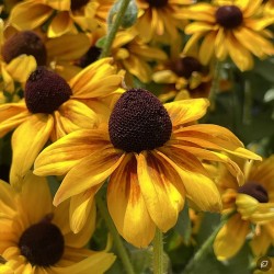 Rudbeckia fulgida ‘Goldsturm’ – pompás kúpvirág
