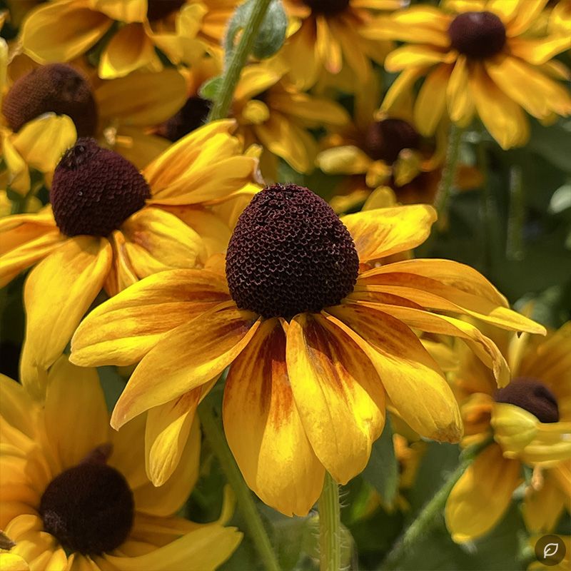 Rudbeckia fulgida ‘Goldsturm’ – pompás kúpvirág