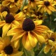 Rudbeckia fulgida ‘Goldsturm’ – pompás kúpvirág