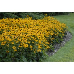 Rudbeckia fulgida ‘Goldsturm’ – pompás kúpvirág