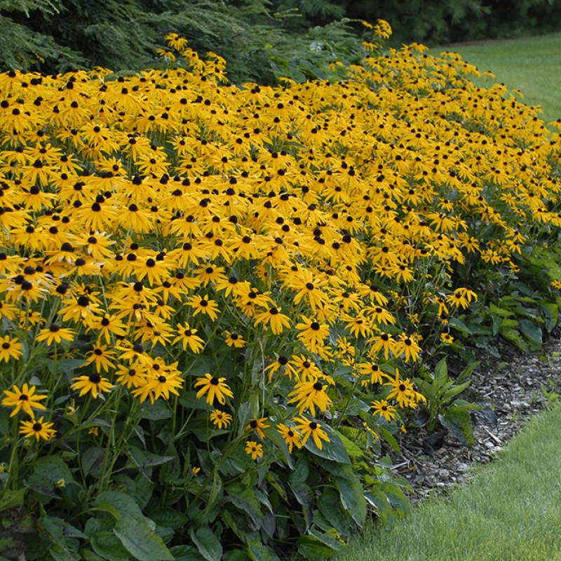 Rudbeckia fulgida ‘Goldsturm’ – pompás kúpvirág