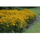 Rudbeckia fulgida ‘Goldsturm’ – pompás kúpvirág