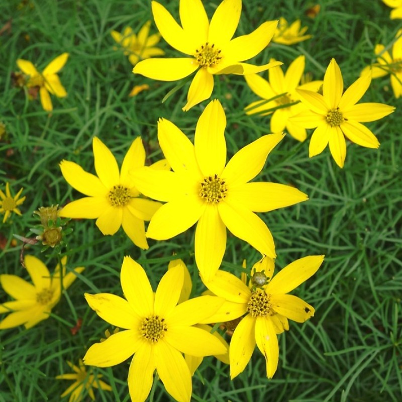 Coreopsis verticillata 'Grandiflora' – Nagyvirágú menyecskeszem