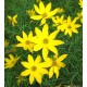 Coreopsis verticillata 'Grandiflora' – Nagyvirágú menyecskeszem
