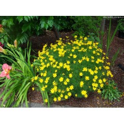 Coreopsis verticillata 'Grandiflora' – Nagyvirágú menyecskeszem