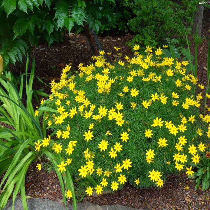 Coreopsis verticillata 'Grandiflora' – Nagyvirágú menyecskeszem