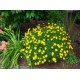 Coreopsis verticillata 'Grandiflora' – Nagyvirágú menyecskeszem
