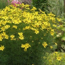 Coreopsis verticillata 'Grandiflora' – Nagyvirágú menyecskeszem