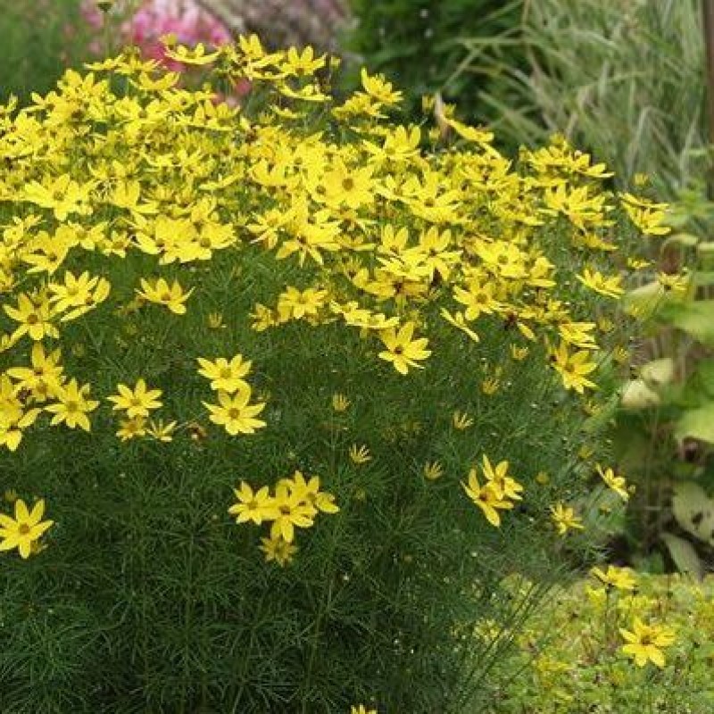 Coreopsis verticillata 'Grandiflora' – Nagyvirágú menyecskeszem