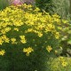 Coreopsis verticillata 'Grandiflora' – Nagyvirágú menyecskeszem