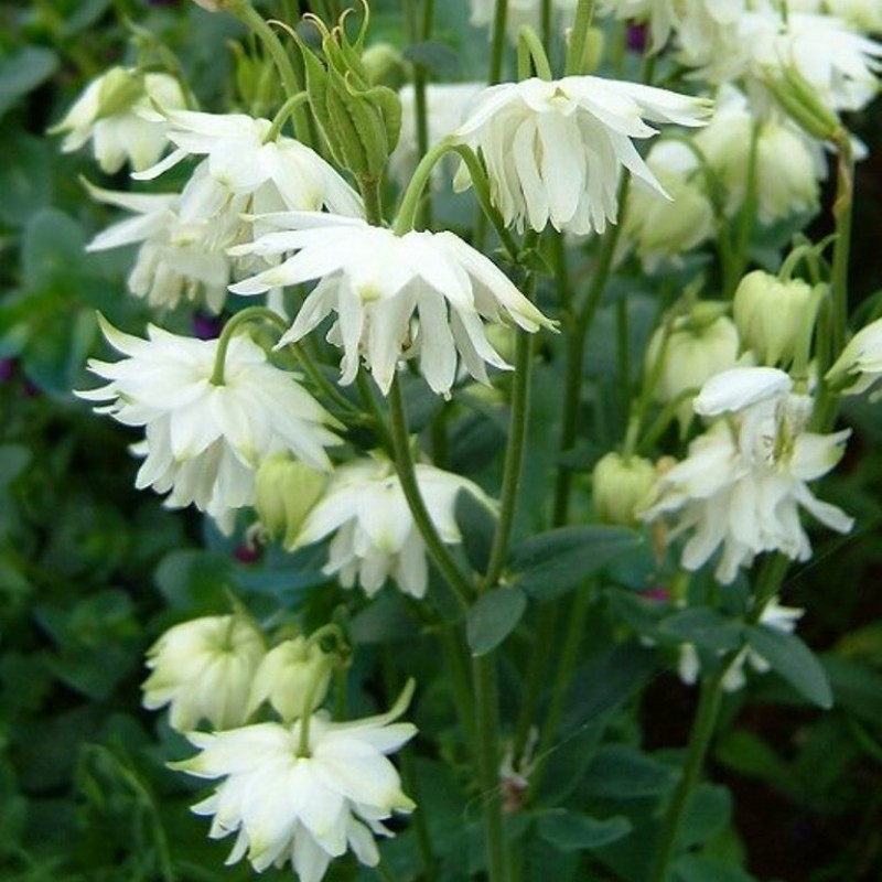 Aquilegia vulgaris ‘Green Apples’ - Réti harangláb