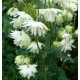 Aquilegia vulgaris ‘Green Apples’ - Réti harangláb