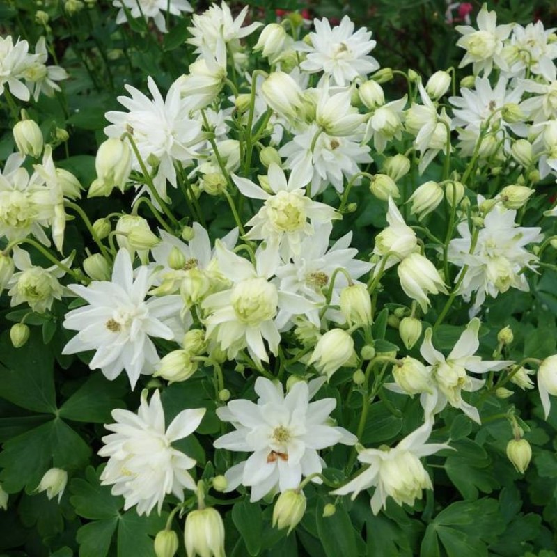 Aquilegia vulgaris ‘Green Apples’ - Réti harangláb
