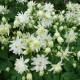 Aquilegia vulgaris ‘Green Apples’ - Réti harangláb