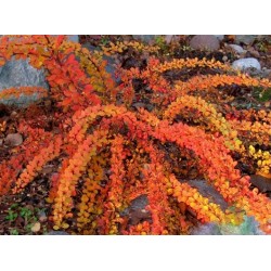 Berberis thunbergii 'Green Carpet' –  Terülő japán borbolya