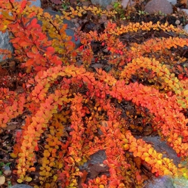 Berberis thunbergii 'Green Carpet' –  Terülő japán borbolya
