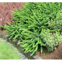 Berberis thunbergii 'Green Carpet' –  Terülő japán borbolya