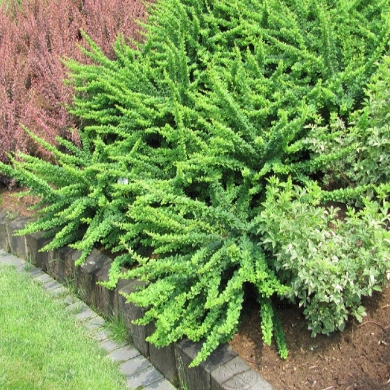Berberis thunbergii 'Green Carpet' –  Terülő japán borbolya