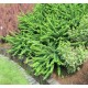 Berberis thunbergii 'Green Carpet' –  Terülő japán borbolya