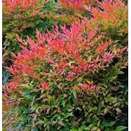 Nandina domestica ‘Gulf Stream’ – Japán szentfa