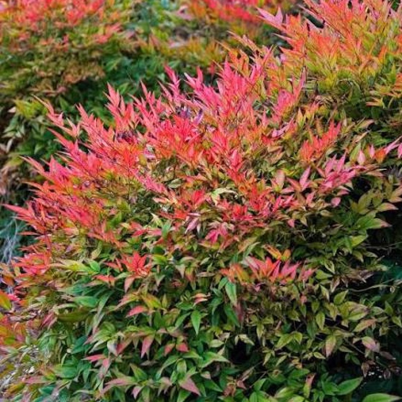 Nandina domestica ‘Gulf Stream’ – Japán szentfa