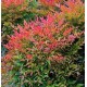Nandina domestica ‘Gulf Stream’ – Japán szentfa