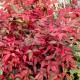 Nandina domestica ‘Gulf Stream’ – Japán szentfa