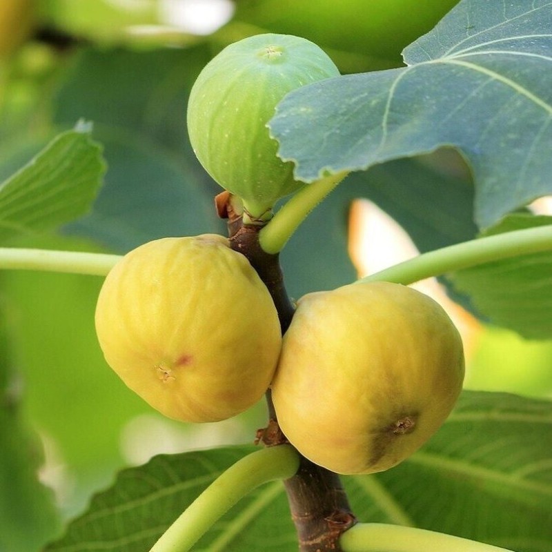 Ficus carica ‘Gyutai’ - Fügefa