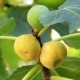 Ficus carica ‘Gyutai’ - Fügefa