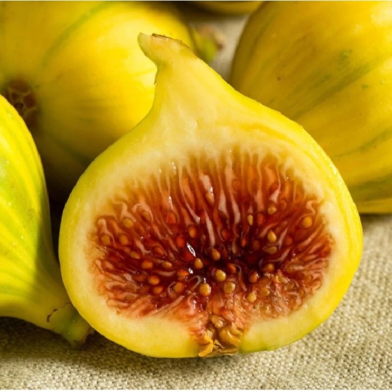 Ficus carica ‘Gyutai’ - Fügefa