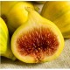 Ficus carica ‘Gyutai’ - Fügefa