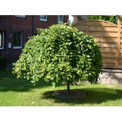 Salix Caprea Pendula ( Kilmarnock ) - Csüngő barkafűz Salix Caprea Pendula ( Kilmarnock ) - Csüngő barkafűz