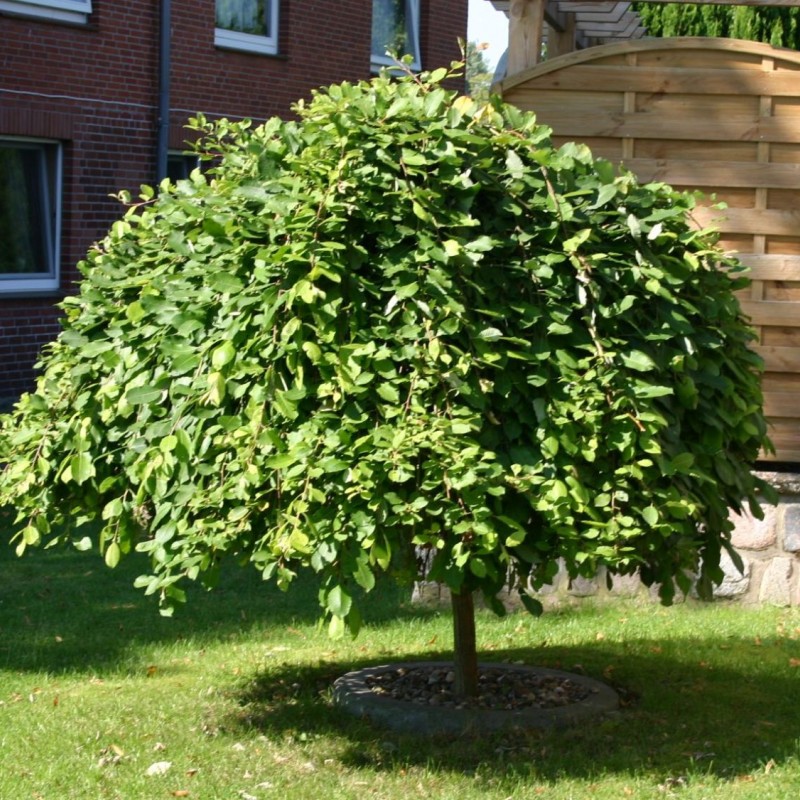 Salix Caprea Pendula ( Kilmarnock ) - Csüngő barkafűz
