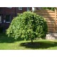 Salix Caprea Pendula ( Kilmarnock ) - Csüngő barkafűz